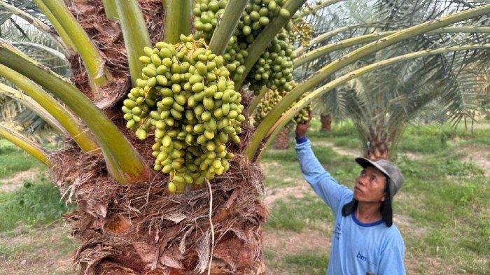 Cerita Petani Kurma Lombok Utara: 'Awalnya Kami Dikira Gila'