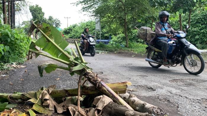 Protes Jalan Rusak Parah, Warga Kuripan Lombok Barat Tanam Pohon Pisang