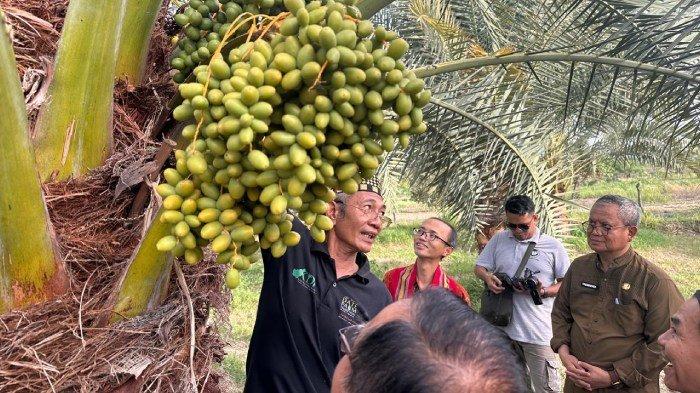 Diakui Dunia, NTB Bisa Jadi Percontohan Pengembangan Kurma Indonesia
