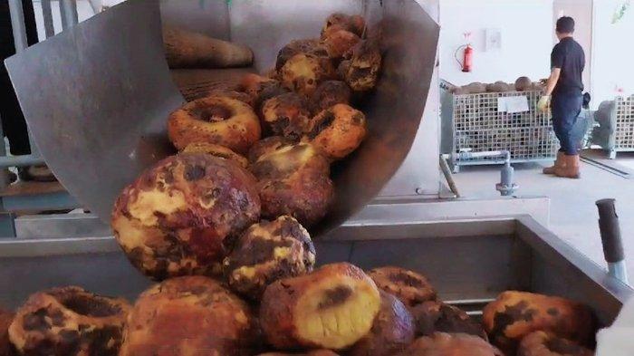 Oknum Tertentu Diduga Masih Berupaya Mengggangu Aktivitas Pabrik Porang di Lombok Barat