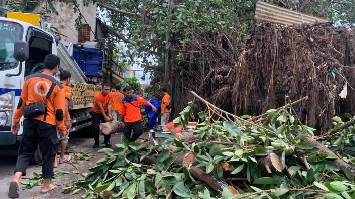 POHON TUMBANG - Pohon bringin tumbang akibat hujan disertai angin kencang di lingkungan Sukaraja Perluasan, Kecamatan Ampenan, Mataram