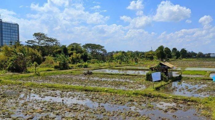 Pemkot Mataram Upayakan Perlindungan Lahan Sawah 339 Hektare dari Alih Fungsi