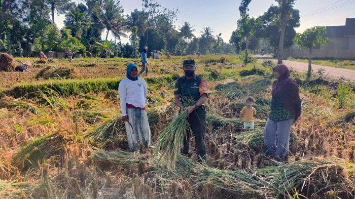 Petani Desa Bagu Lombok Tengah Sumringah Sambut Musim Panen 2023
