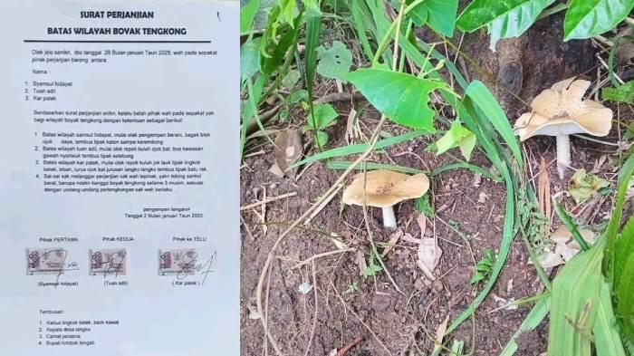VIRAL Warga di Lombok Bikin Surat Perjanjian Bermeterai Soal Batas Cari Tengkong atau Jamur