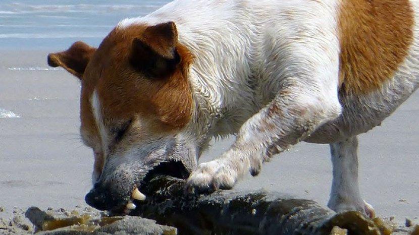 Gigitan Anjing Rabies di Bima Masih Dianggap Remeh, 553 Orang Jadi Korban, 3 di Antaranya Meninggal