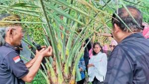 Kurma-Lombok.jpg