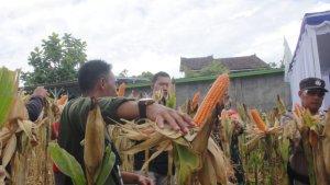 Ribuan-Hektar-Ladang-Jagung-di-Lombok-Timur-Terancam-Gagal-Panen-karena-Dampak-El-Nino.jpg