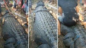 Seekor-buaya_Pujut.jpg