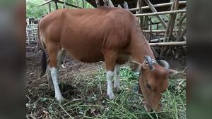 Seekor-sapi-di-salah-satu-kandang-di-Lombok-Tengah.jpg