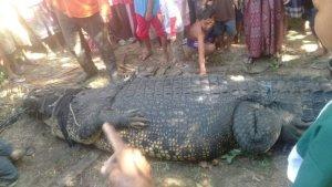 buaya-raksasa-lombok-tengah.jpg