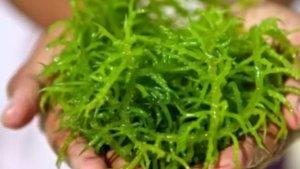 ilustrasi-rumput-laut.jpg