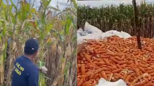 petani-jagung-sedang-yang-panen-jagung-di-wilayah-KSB.jpg