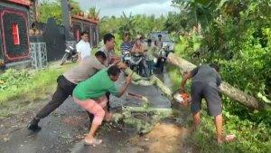 pohon-tumbang-segala-anyar-lombok-tengah.jpg