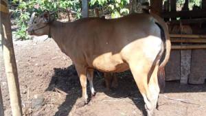 ternak_sapi_pakan_lombok_timur_2992298jpg.jpg
