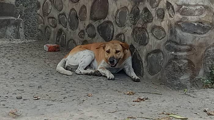 Pemkab Lombok Timur Bakal Eliminasi Anjing Liar Pakai Racun