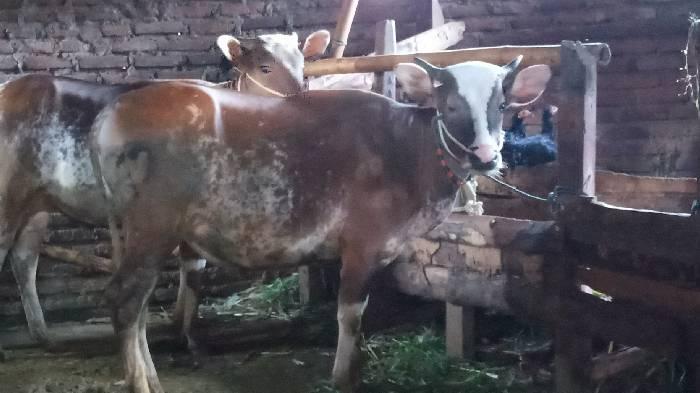 HARGA-SAPI-KURBAN-DI-LOTIM-NAIK.jpg