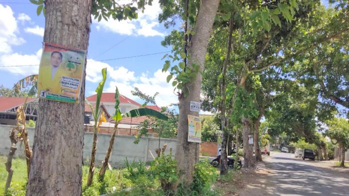 Poster Caleg Marak Terpasang di Pohon, Pemda Lotim Tunggu Arahan KPU dan Bawaslu