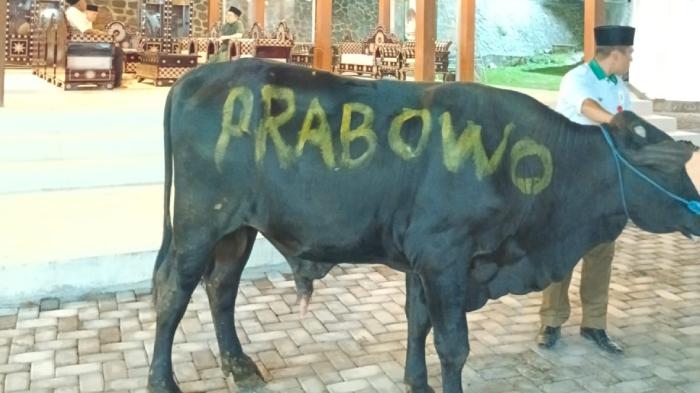 Sapi-Prabowo.jpg