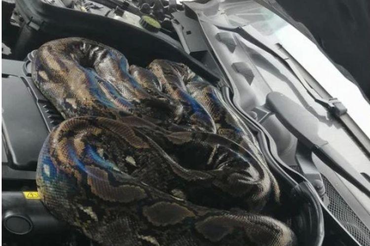 Paman Sya Terkejut Temukan Ular Piton Besar Mendekam di Dalam Mesin Mobilnya