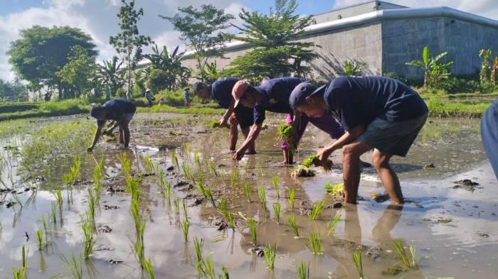 Berdayakan Warga Binaan Asimilasi, Lapas Lombok Barat Tanam Padi di Lahan 1,5 Ha