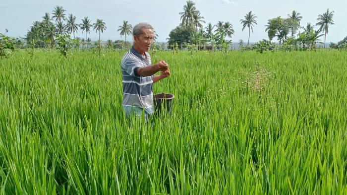 Warga-memupuk-tanaman-padi-di-sawah-miliknya.jpg