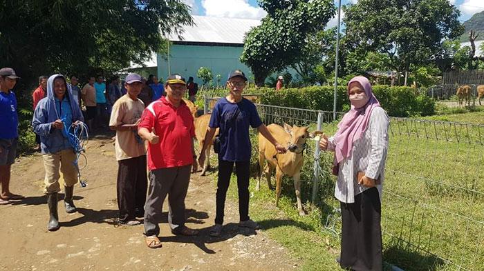 bantuan-sapi-dprd-ksb-seteluk-brang-rea.jpg