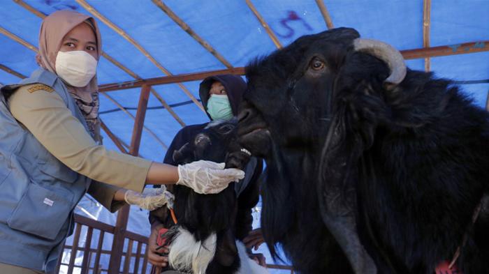 dinas-peternakan-semarang-periksa-hewan-qurban_20210715_133937.jpg