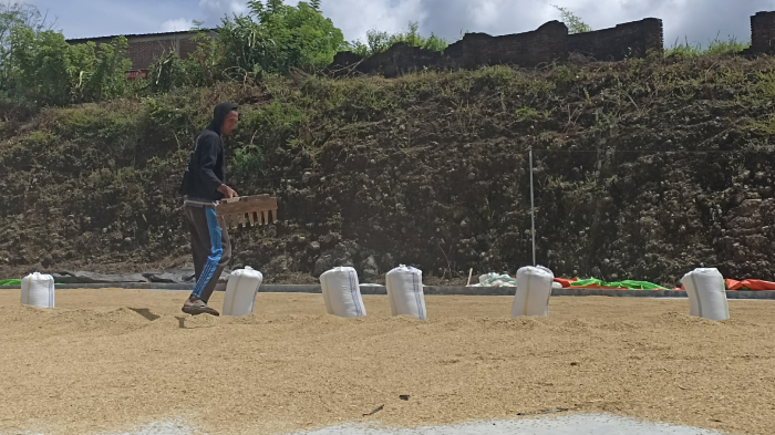 gabah-petani-sumbawa-orong-nunung.jpg