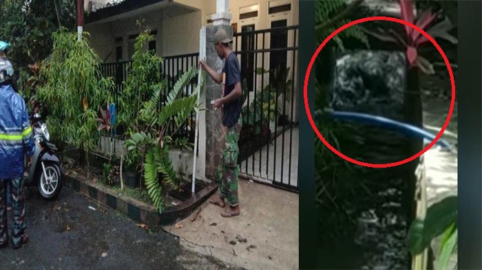 heboh-warga-malang-muncul-hewan-misterius-mirip-buaya-berkeliaran-di-selokan-depan-rumah.jpg