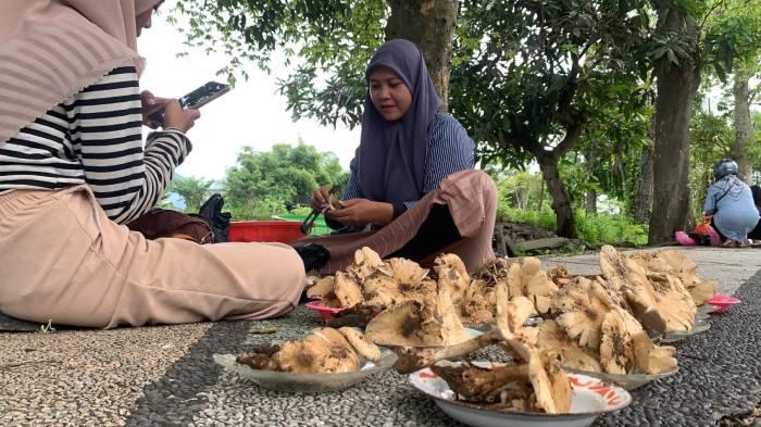 jual_jamur_hutan_mataram_3939484jpg.jpg