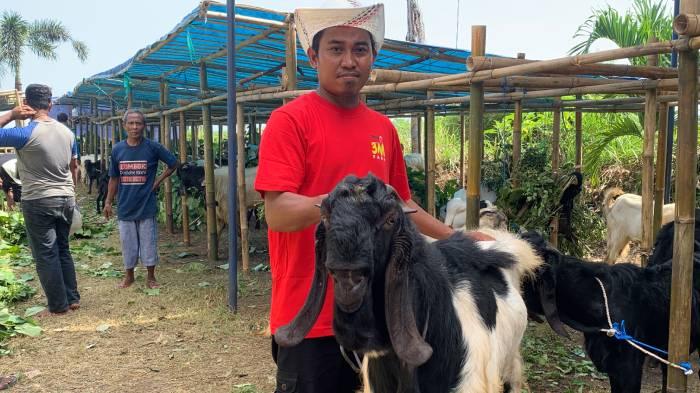 kambing_kurban_500_ribu_mataram.jpg