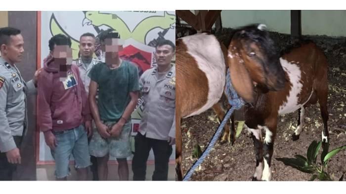 maling-kambing-polsek-montajpg.jpg
