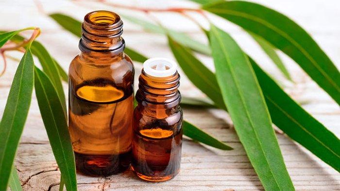 manfaat-minyak-kayu-putih.jpg