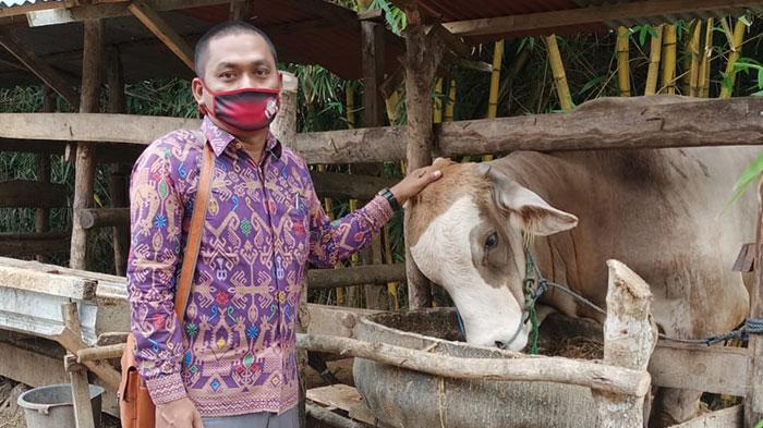 Peternak Sapi di Bima Terancam Rugi Miliaran Rupiah Akibat Dampak Wabah PMK