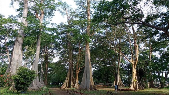 pohon_purba_2928283jpg.jpg