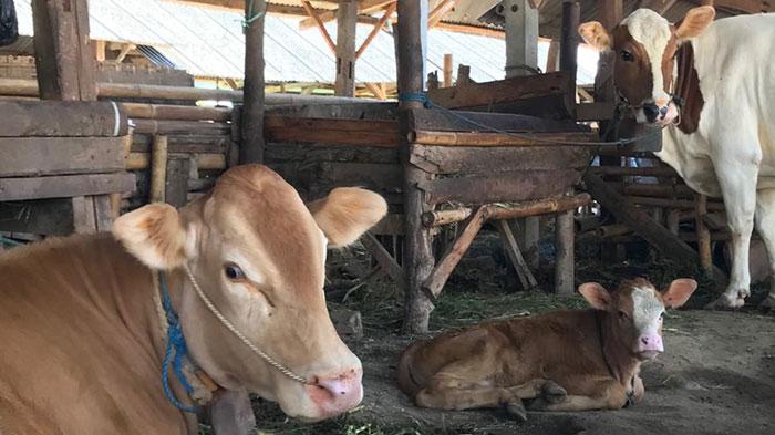 Idul Adha 2022: Kota Mataram Butuh 3.000 Ekor Hewan Kurban, Sapi & Kambing Disuplai dari Luar Daerah