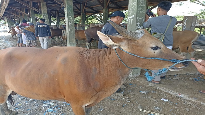 sapi-di-kandang-lombok-tengah.jpg