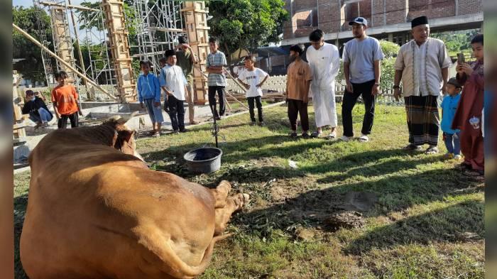 sapi-kurban-jokowi-selong-idul-adha-2022.jpg
