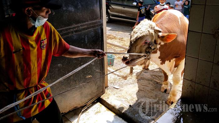 sapi-kurban-presiden-jokowi-disembelih-di-rph-cirangrang-bandung_20220711_214834.jpg