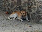 Anjing-liar-yang-berada-di-KSB.jpg