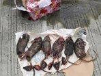 Bangkai-Tikus.jpg