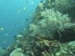 Melihat Keindahan Bawah Laut di Tanjung Menangis Sumbawa