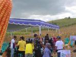 Dampak-El-Nino-di-Lombok-Timur-4625-Hektare-Ladang-Jagung-Terancam-Gagal-Panen.jpg