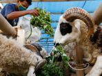 Harga-Kambing-Qurban-2024-Paling-Murah-Berat-25-Kg-Dijual-Rp19-Juta.jpg