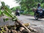 Kondisi-jalan-rusak-yang-ditanami-pohon-pisang-di-Desa-Kuripan.jpg