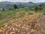 Kondisi-lahan-jagung-petani.jpg