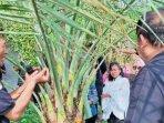 Kurma-Lombok.jpg