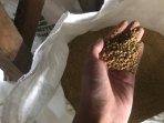 Pakan-ayam-dari-jagung.jpg