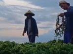Para-petani-rumput-laut-di-KSB-saat-panen.jpg