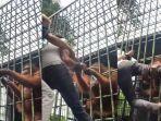 Pengunjung-ditarik-orangutan-gara-gara-hendak-membuat-konten.jpg